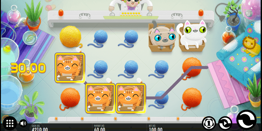 Not Enough Kittens