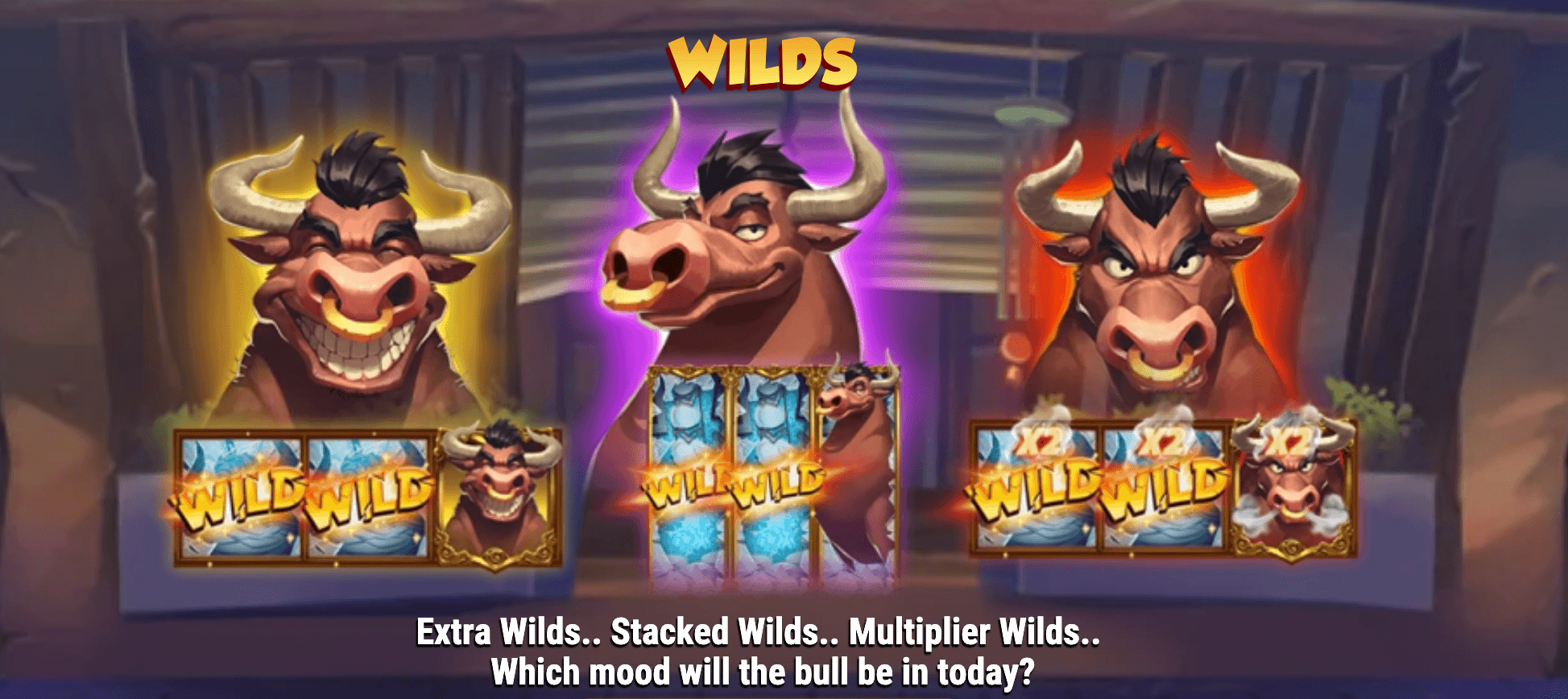 Bull in a China Shop Wild